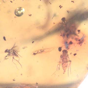 Rare Swarm Of Scuttle Flies And Five Eggs In Dominican Amber
