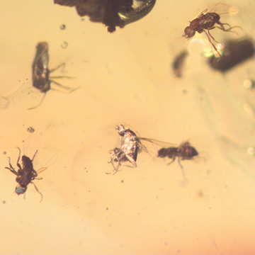 Rare Swarm Of Scuttle Flies In Dominican Amber Rare Swarm Of Scuttle Flies In Dominican Amber