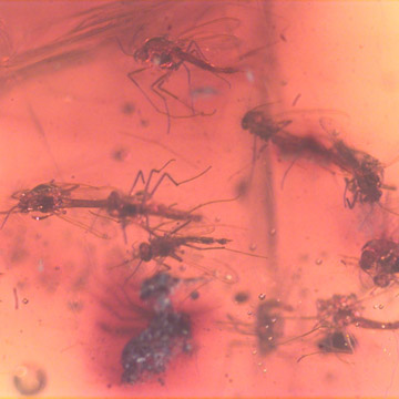 Rare Swarm Of True Midges In Dominican Amber. Rare Swarm Of True Midges In Dominican Amber.