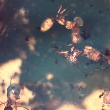 Rare Swarm Of Worker Ant In Dominican Amber