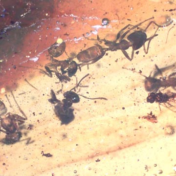Rare Swarm Of Worker Ant In Dominican Amber Rare Swarm Of Worker Ant In Dominican Amber