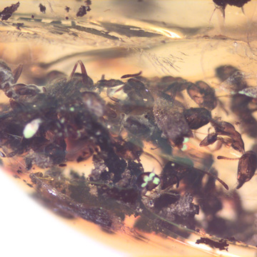 Rare Swarm Of Worker Ant In Dominican Amber Rare Swarm Of Worker Ant In Dominican Amber