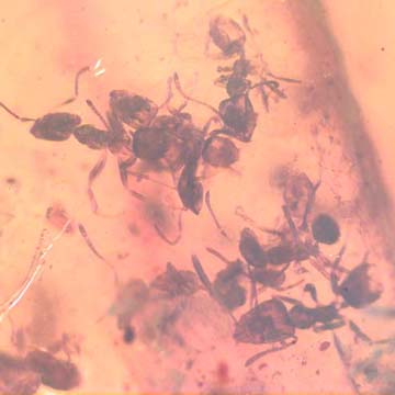 Rare Swarm Of Worker Ant In Dominican Amber Rare Swarm Of Worker Ant In Dominican Amber
