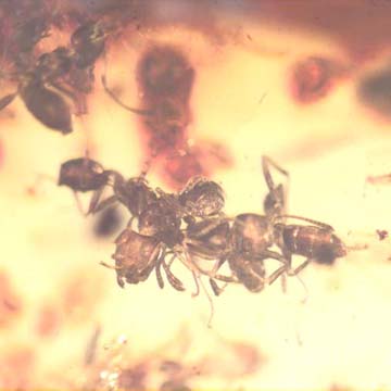 Rare Swarm Of Worker Ant In Dominican Amber