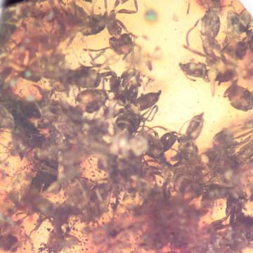 Rare Swarm Of Worker Ants In Dominican Amber Rare Swarm Of Worker Ants In Dominican Amber