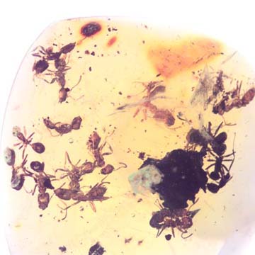 Rare Swarm Of Worker Ant In Dominican Amber Rare Swarm Of Worker Ant In Dominican Amber