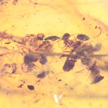 Rare Swarm Of Woker Ants In Dominican Amber Rare Swarm Of Woker Ants In Dominican Amber