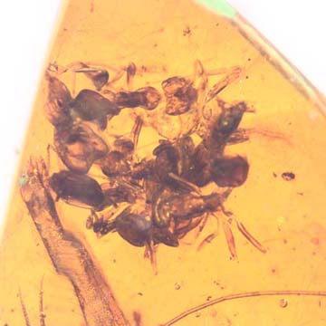 Rare Swarm Of Worker Ants And Cricket In Dominican Amber Rare Swarm Of Worker Ants And Cricket In Dominican Amber
