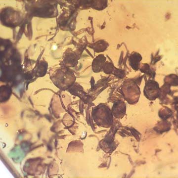 Rare Swarm Of Worker Ants In Dominican Amber Rare Swarm Of Worker Ants In Dominican Amber