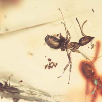Rare Swarm Of Worker Ants In Dominican Amber Rare Swarm Of Worker Ants In Dominican Amber