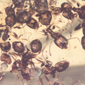 Rare Swarm Of Worker Ants In Dominican Amber