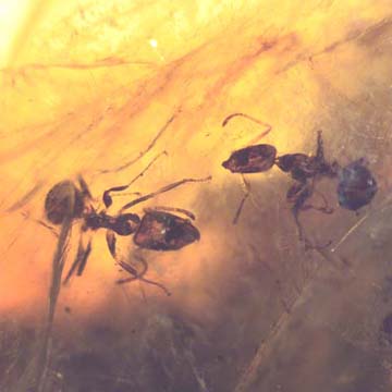 Rare Swarm Of Worker Ants In Dominican Amber Rare Swarm Of Worker Ants In Dominican Amber