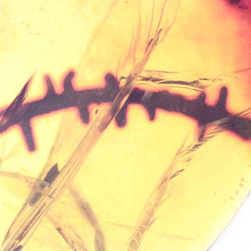 Rare Thorn In Dominican Amber. Rare Thorn In Dominican Amber.