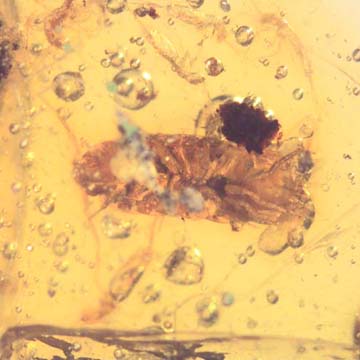 Rare Isopod, Unknown Bug And Beetle In Dominican Amber Rare Isopod, Unknown Bug And Beetle In Dominican Amber