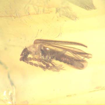 Rare Unusual Beetle And Spider In Dominican Amber