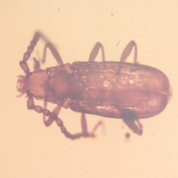 Rare Unusual Beetle In Dominican Amber Rare Unusual Beetle In Dominican Amber