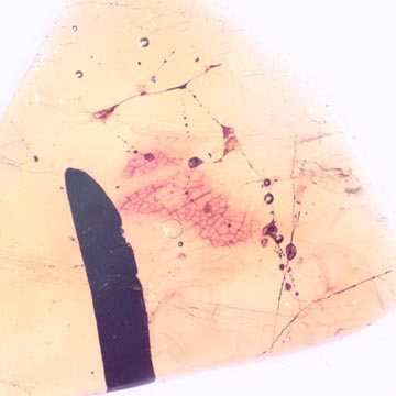 Rare Web, Mite And Leaf In Dominican Amber Rare Web, Mite And Leaf In Dominican Amber