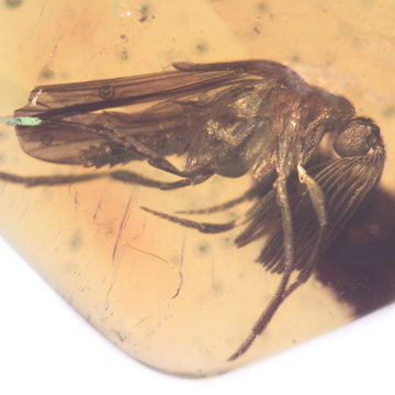 Rare Wedge-Shape Beetle In Dominican Amber Rare Wedge-Shape Beetle In Dominican Amber