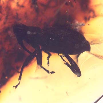 Rare Weevil And Five Bark Beetles In Dominican Amber Rare Weevil And Five Bark Beetles In Dominican Amber