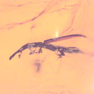 Rare Weevil And Gall Midge In Dominican Amber Rare Weevil And Gall Midge In Dominican Amber