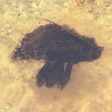 Rare Weevil In Dominican Amber