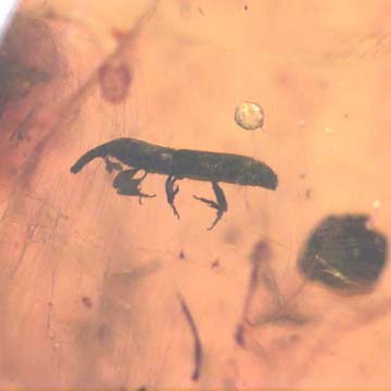 Rare Weevil In Dominican Amber
