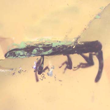 Rare Weevil In Dominican Amber Rare Weevil In Dominican Amber