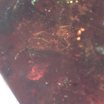 Common Weevil In Dominican Amber Common Weevil In Dominican Amber