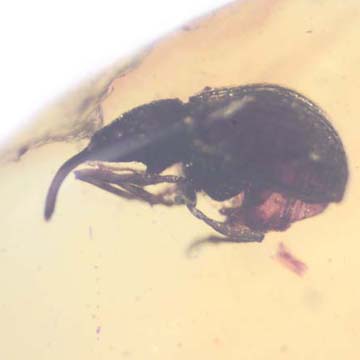 Rare Weevil In Dominican Amber