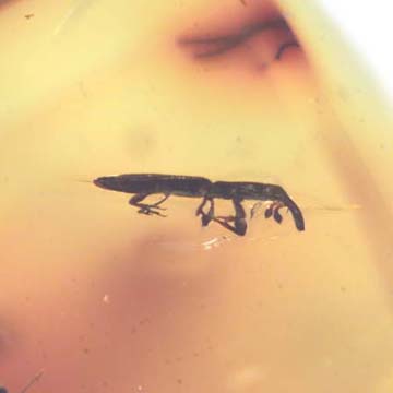 Rare Weevil In Dominican Amber Rare Weevil In Dominican Amber