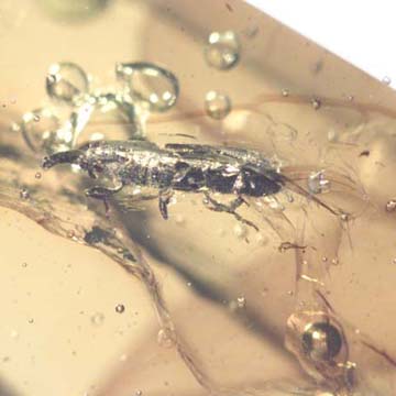 Rare Weevil In Dominican Amber Rare Weevil In Dominican Amber