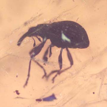 Rare Weevil In Dominican Amber Rare Weevil In Dominican Amber