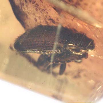 Rare Weevil In Dominican Amber Rare Weevil In Dominican Amber