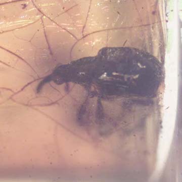 Rare Weevil In Dominican Amber
