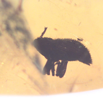 Rare Weevil In Dominican Amber Rare Weevil In Dominican Amber