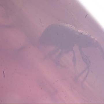 Rare Weevil In Dominican Amber Rare Weevil In Dominican Amber