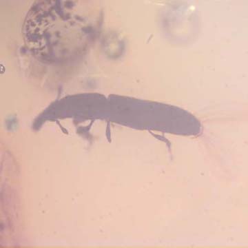 Rare Weevil In Dominican Amber Rare Weevil In Dominican Amber