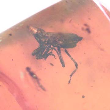 Rare Weevil In Dominican Amber Rare Weevil In Dominican Amber