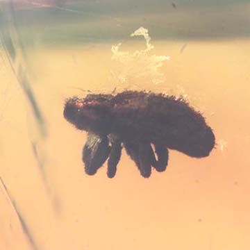 Rare Weevil In Dominican Amber Rare Weevil In Dominican Amber