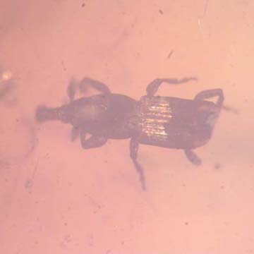 Rare Weevil In Dominican Amber Rare Weevil In Dominican Amber