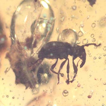 Rare Weevil In Dominican Amber