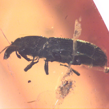 Rare Weevil In Dominican Amber Rare Weevil In Dominican Amber