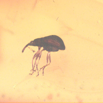 Rare Weevil In Dominican Amber