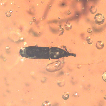 Rare Weevil In Dominican Amber Rare Weevil In Dominican Amber