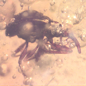 Rare Weevil In Dominican Amber