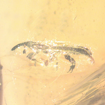 Rare Weevil In Dominican Amber Rare Weevil In Dominican Amber