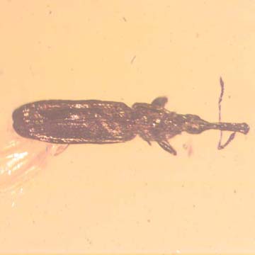Rare Weevil In Dominican Amber