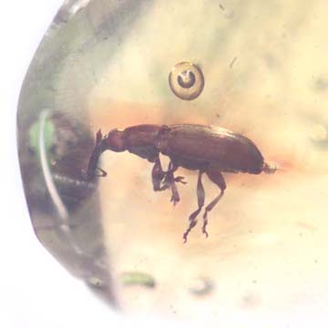 Rare Weevil In Dominican Amber Rare Weevil In Dominican Amber