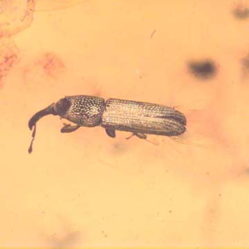Rare Weevil In Dominican Amber Rare Weevil In Dominican Amber