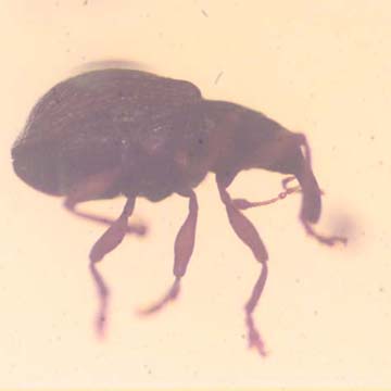Rare Weevil In Dominican Amber